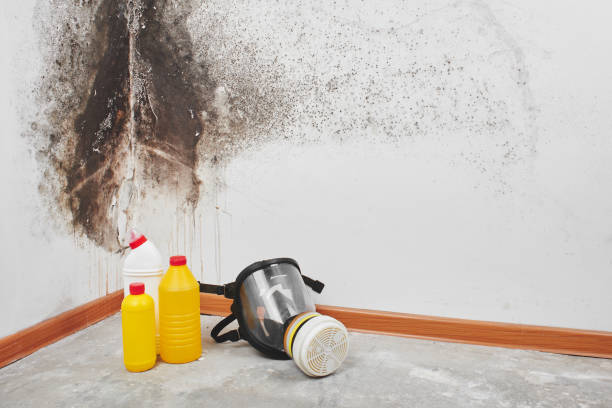 Best HVAC Mold Remediation in Pinole, CA