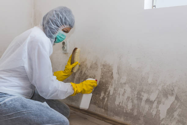 Best Crawl Space Mold Remediation in Pinole, CA
