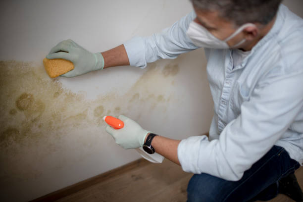 Best Localized Mold Remediation (e.g., coastal areas, humid climates) in Pinole, CA