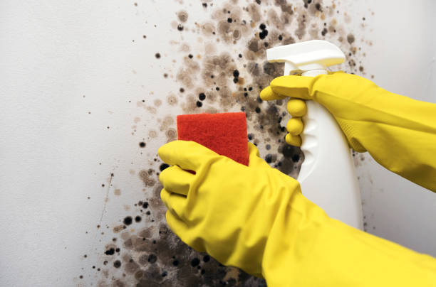 Best Mold Testing and Inspection Services in Pinole, CA