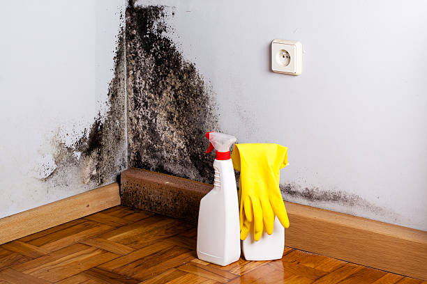 Trusted Pinole, CA Mold Remediation Experts