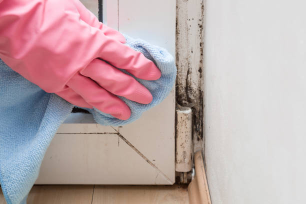 Best Black Mold Remediation in Pinole, CA